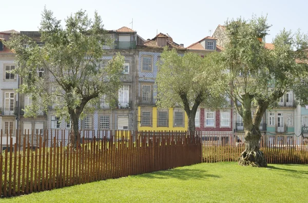 Olivenbäume auf dem Platz — Stockfoto