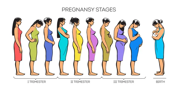 Mujeres Etapas del Embarazo — Archivo Imágenes Vectoriales