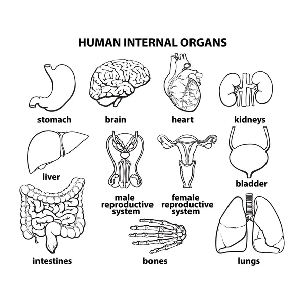 Gli organi interni dell'uomo, insieme — Vettoriale Stock
