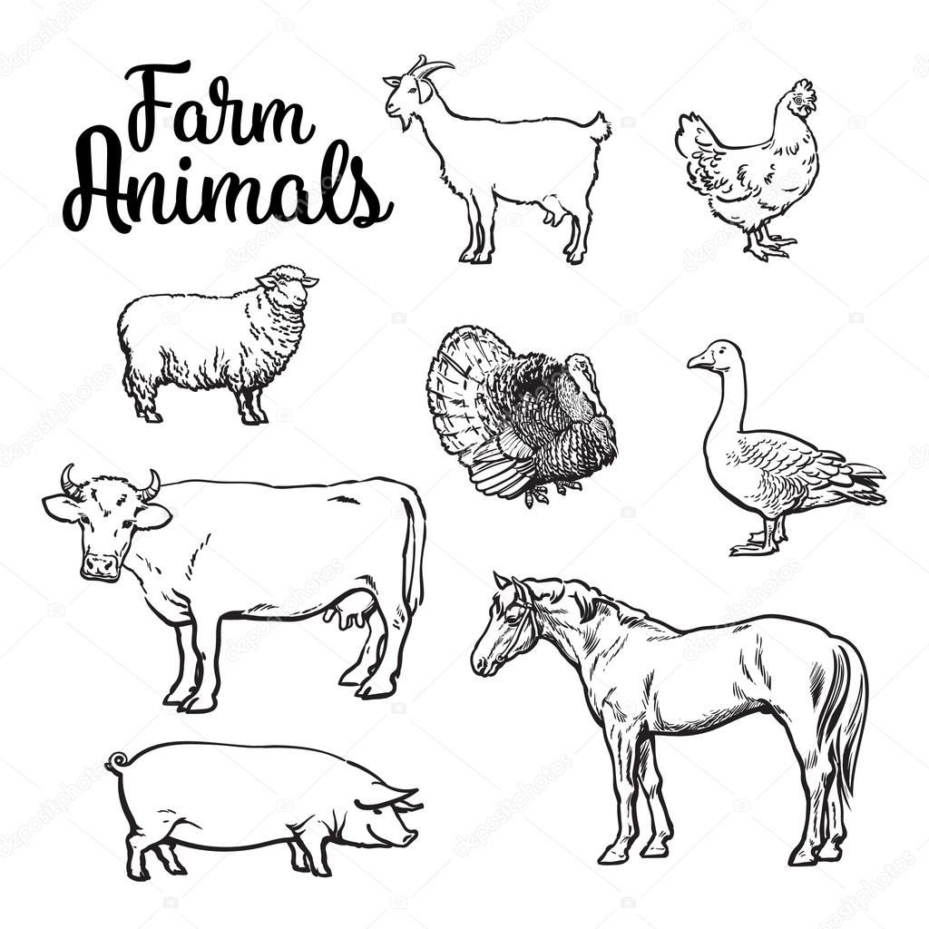 Set of farm animals on the white background Stock Vector Image by  ©Sabelskaya #106044334