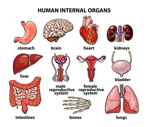 The internal organs of man, set — Stockfoto