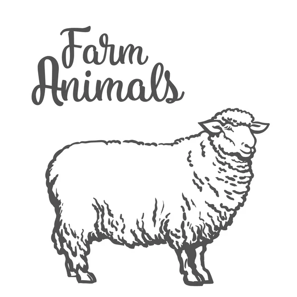 Изображение овец с черным контуром — стоковый вектор
