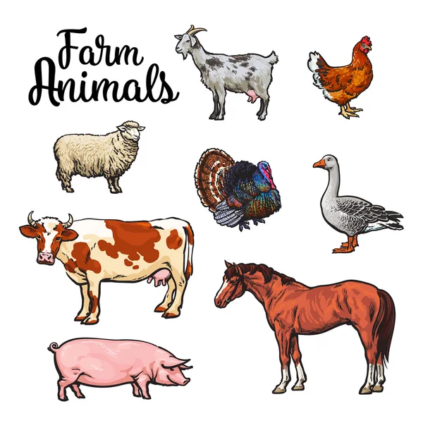 Set of farm animals on the white background
