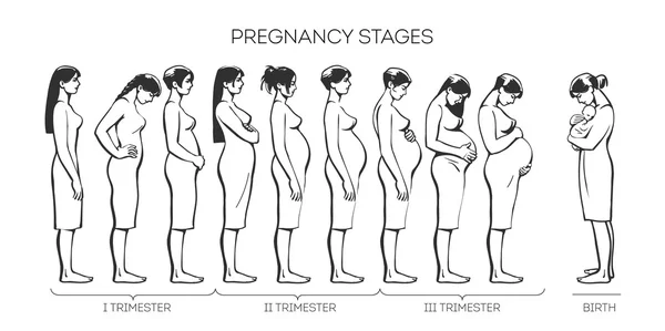 Fáze těhotenství ženy — Stock fotografie