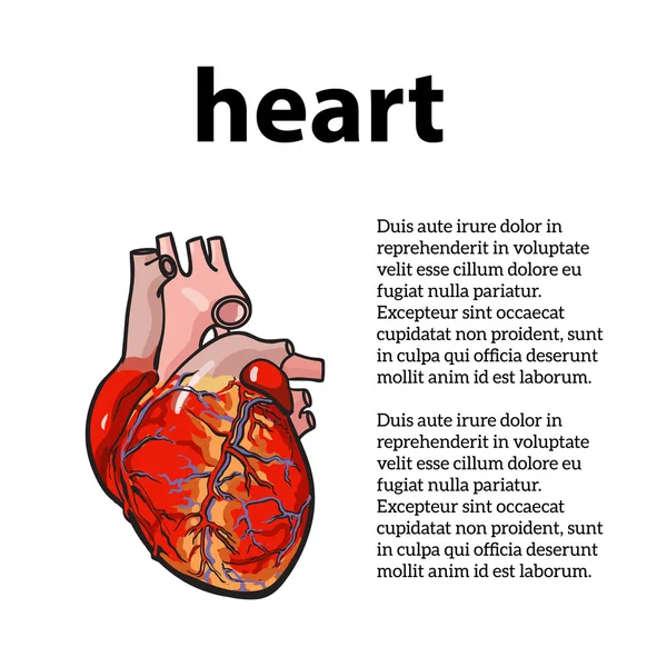 Anatomisch menselijk hart — Stockvector