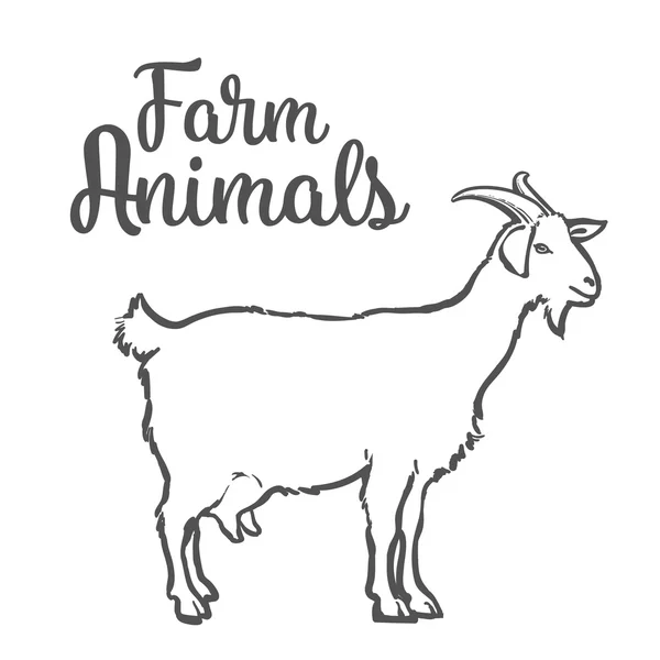 Кетч козы с рогами и выменем — стоковое фото