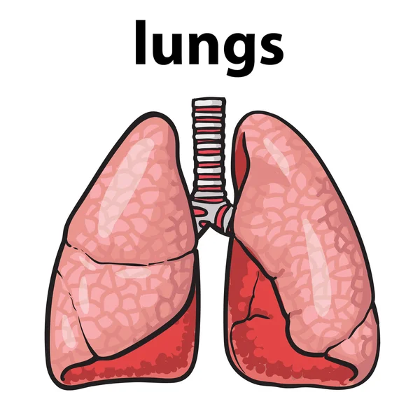 Lungs of a healthy person chitsye — Stock Vector