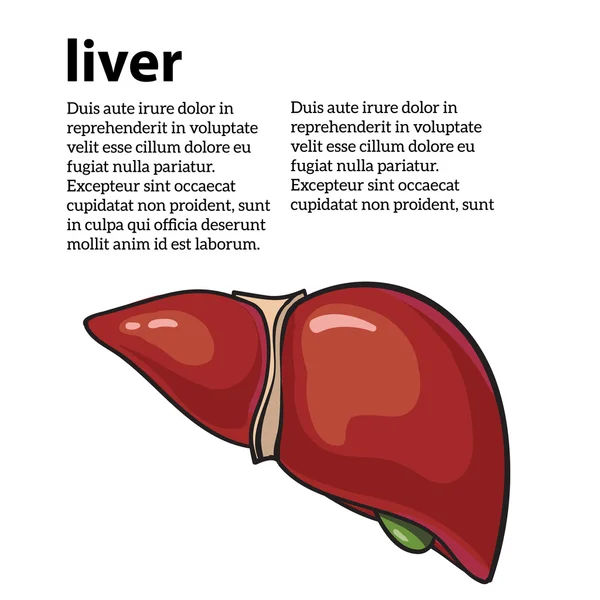 Hígado humano saludable — Vector de stock