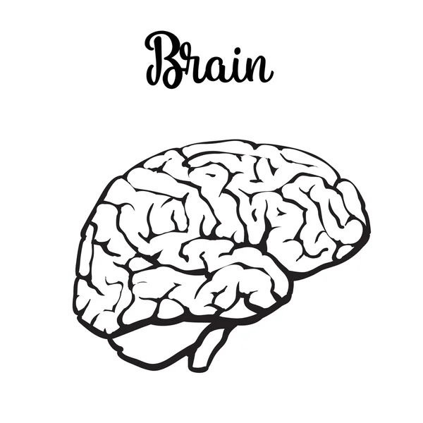 Cor close-up de um cérebro humano — Vetor de Stock