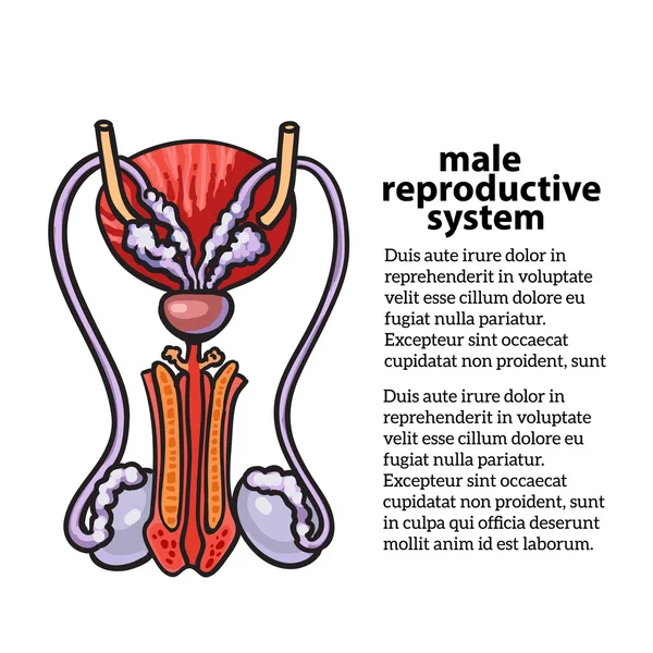 Sistema reproductor masculino — Vector de stock