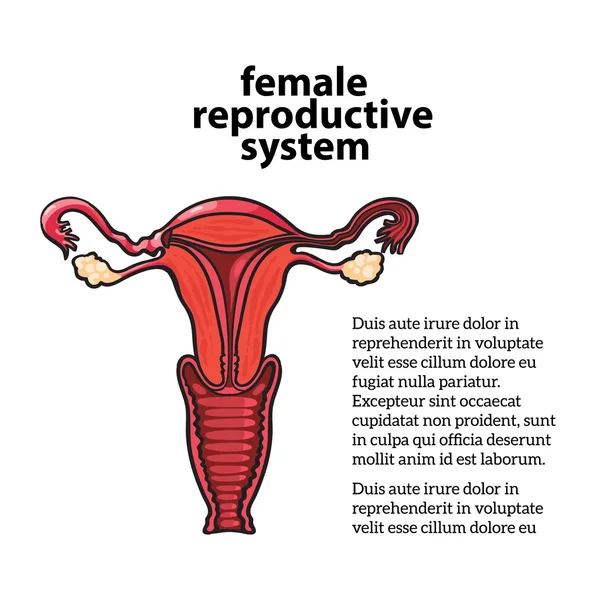 Żeński układ rozrodczy — Wektor stockowy