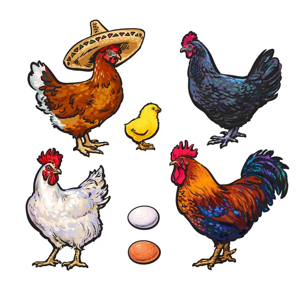 Set of different chickens — Stock Photo, Image