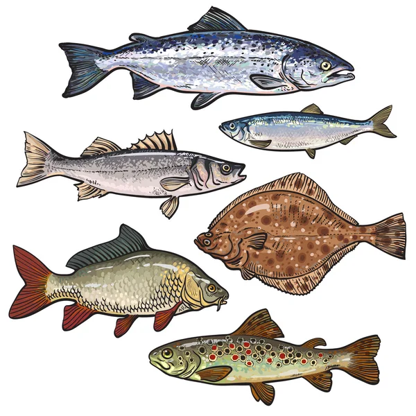 Colorida colección de bocetos de peces marinos aislados sobre fondo blanco — Vector de stock