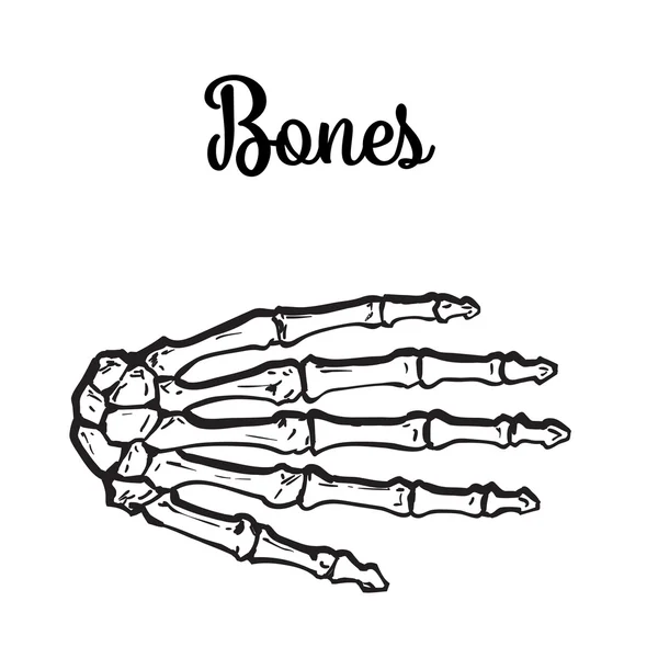 Medically accurate illustration of the hand bones — Stock Vector