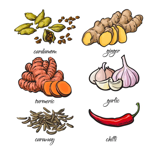 Las especias del estilo del boceto - el ajo, el jengibre, la cúrcuma, el cardamomo, el chile, el comino — Vector de stock