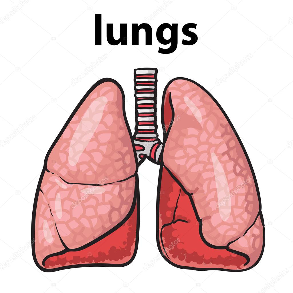 Cartoon lungs Stock Photos, Royalty Free Cartoon lungs Images | Depositphotos Cartoon lungs Stock Photos, Royalty Free Cartoon lungs Images | Depositphotos