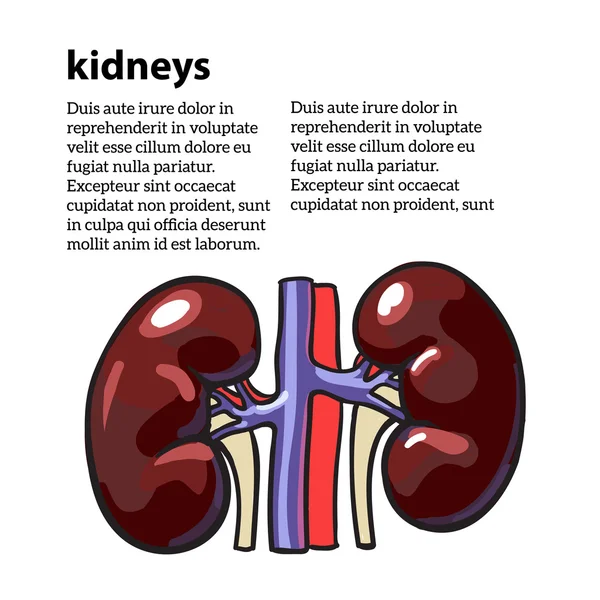 Human internal organ kidney — Stock Photo, Image