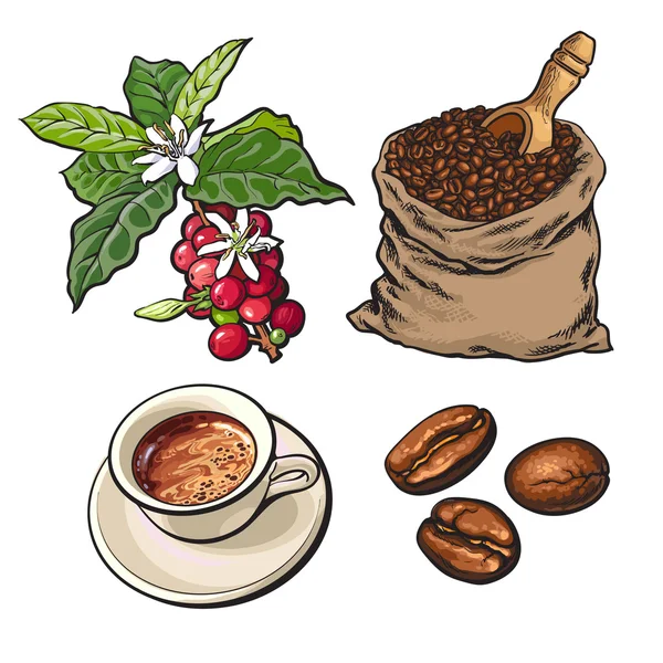 Evolución del café de las bayas a los frijoles y el espresso — Vector de stock