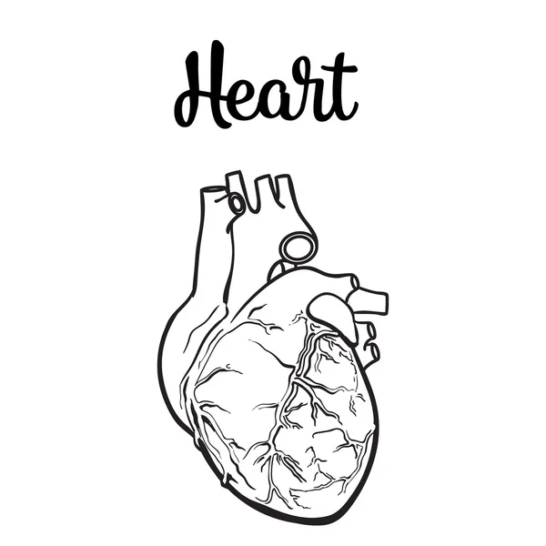 Anatomisch menselijk hart — Stockfoto