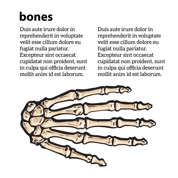 Медицинская точная иллюстрация костей рук — стоковое фото
