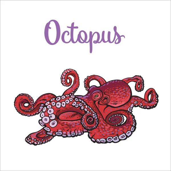 Drawing of octopus isolated on white background — Stock Vector