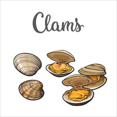 Raw clams isolated on white background clipart