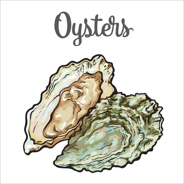 Verse oesters geïsoleerd op een witte achtergrond — Stockvector