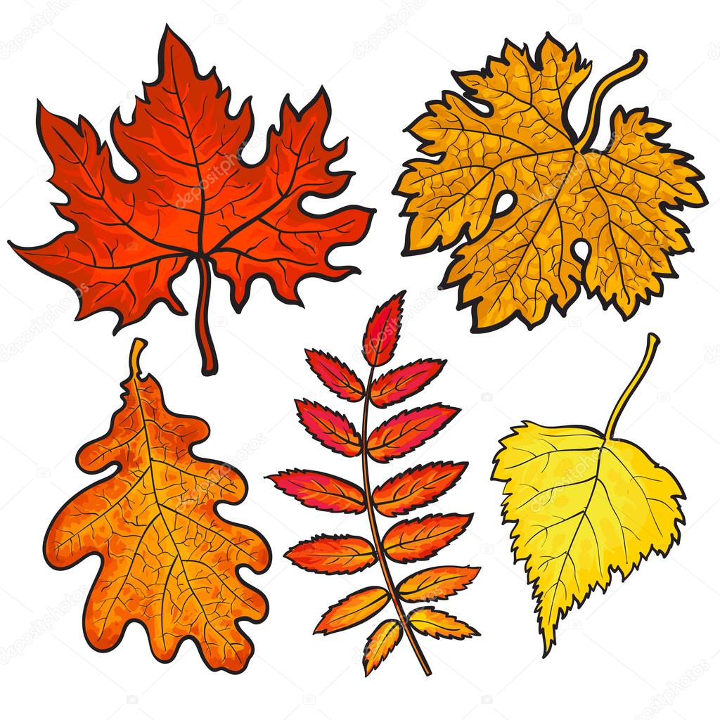 Set of autumn leaves hand drawing Vector 3193585 Vector Art at Vecteezy