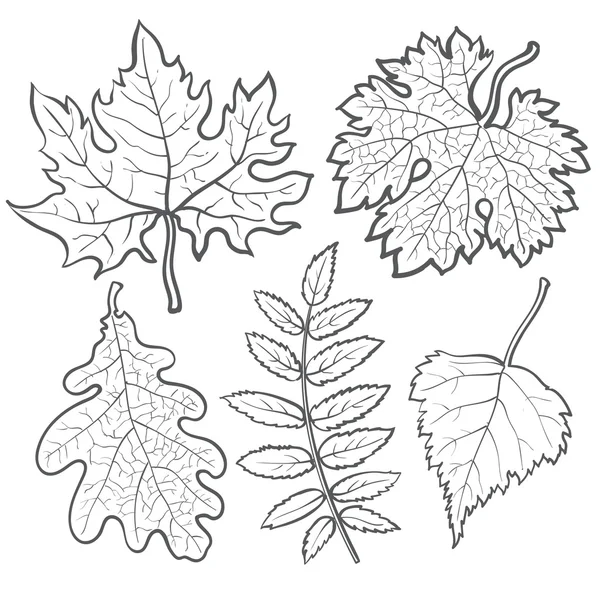 Conjunto de hojas de otoño - arce, álamo, roble y serbal — Vector de stock