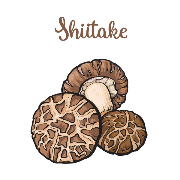 Набор съедобных грибов шиитаке — стоковый вектор