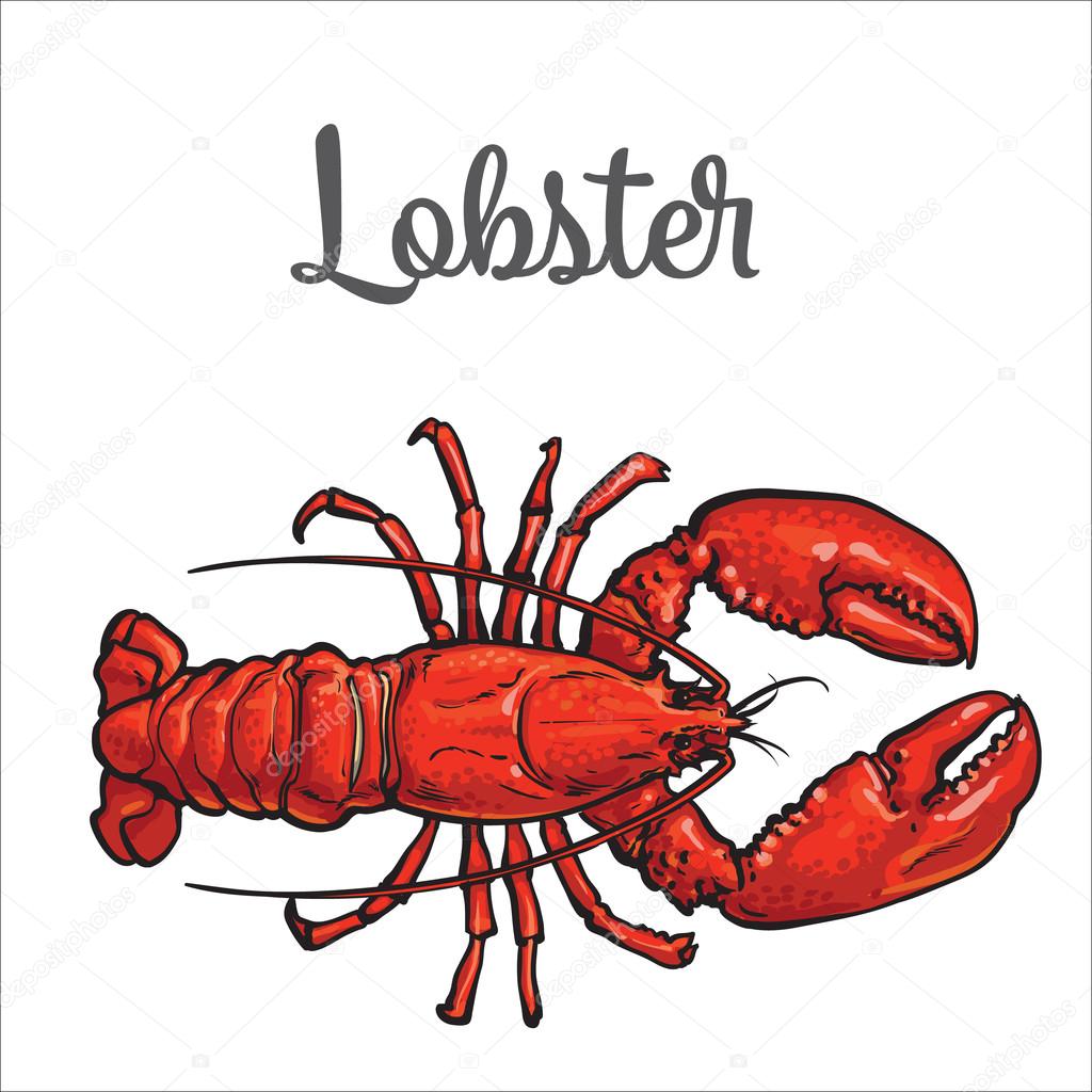 Full length lobster isolated on white background