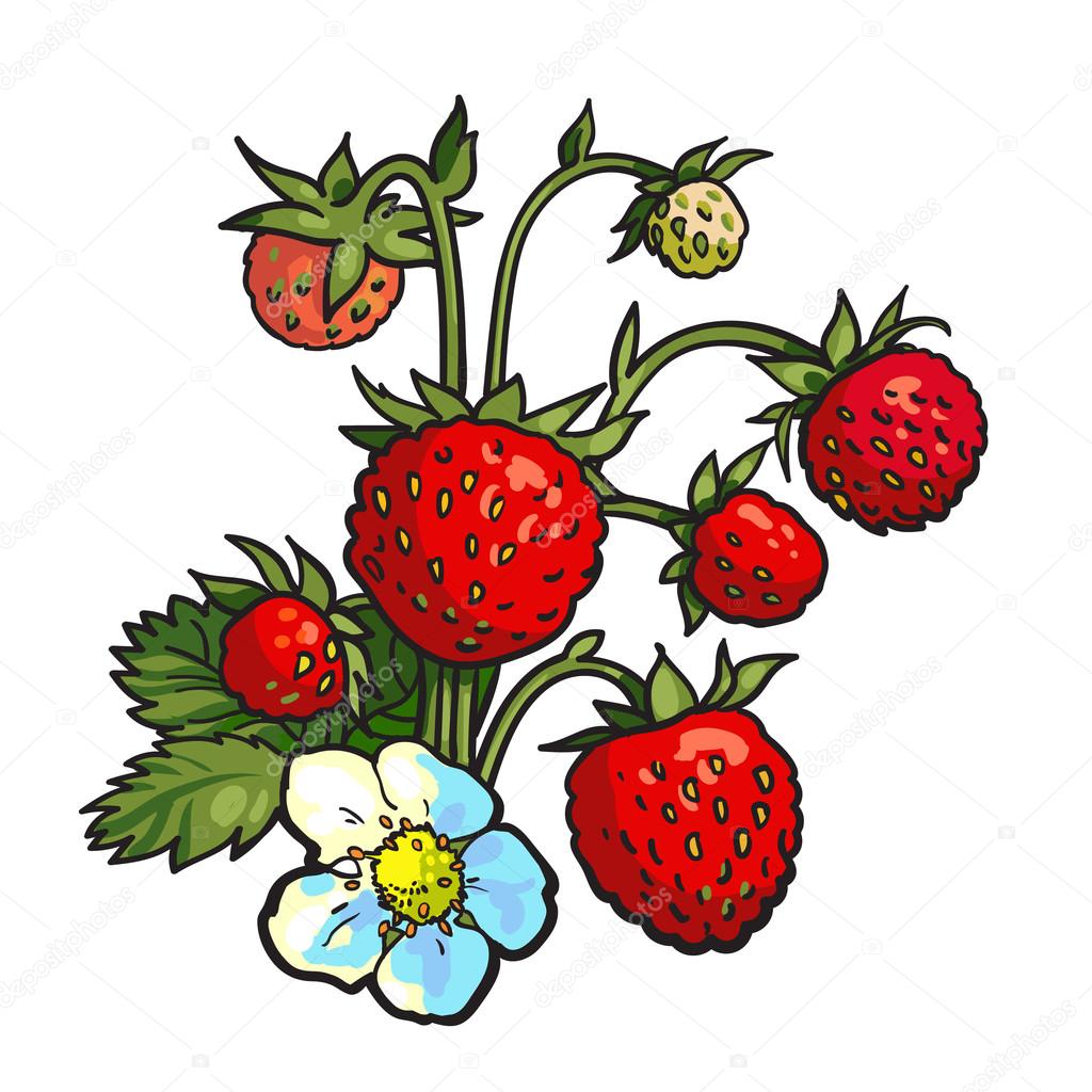 Bunch of wild strawberry, realistic vector drawing