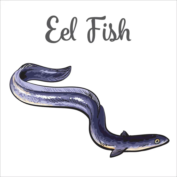 Live eel fish isolated on white background — Stock Photo, Image