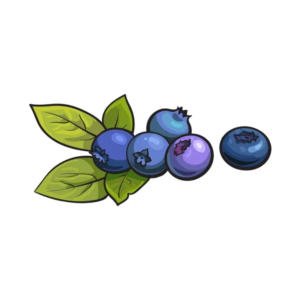成熟的蓝莓在白色背景下被分离出来 — 图库矢量图片
