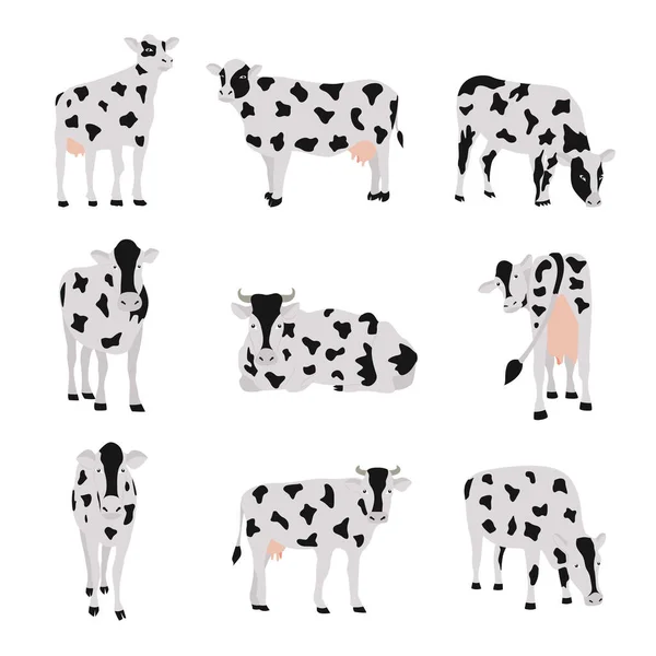 Conjunto de vacas de color blanco con manchas negras, ilustración vectorial plana aislada. — Vector de stock