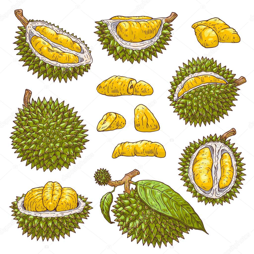 A set of isolated vector icons of tropical delicious fruit durian
