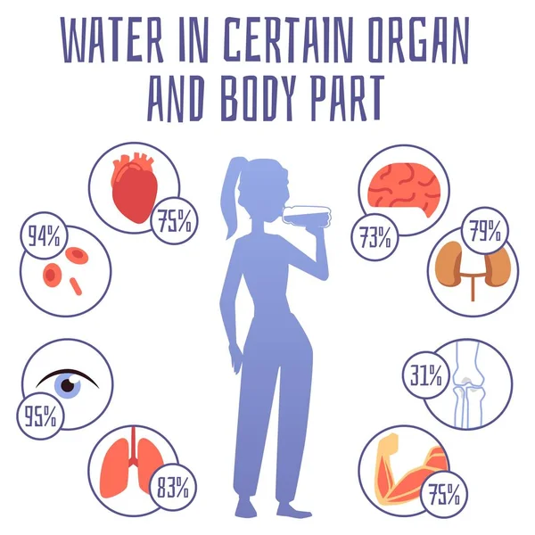 Acqua in alcuni organi e parti del corpo banner infografico illustrazione vettoriale piatta. — Vettoriale Stock