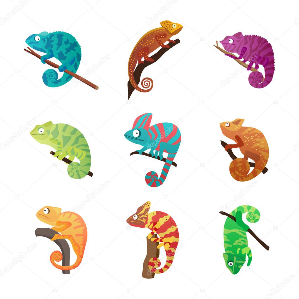 Set chameleon lizards with various coloring, flat vector illustration isolated.