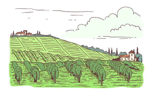 Granja de viñedos campos verdes en dibujo grabado estilo vector ilustración. — Vector de stock