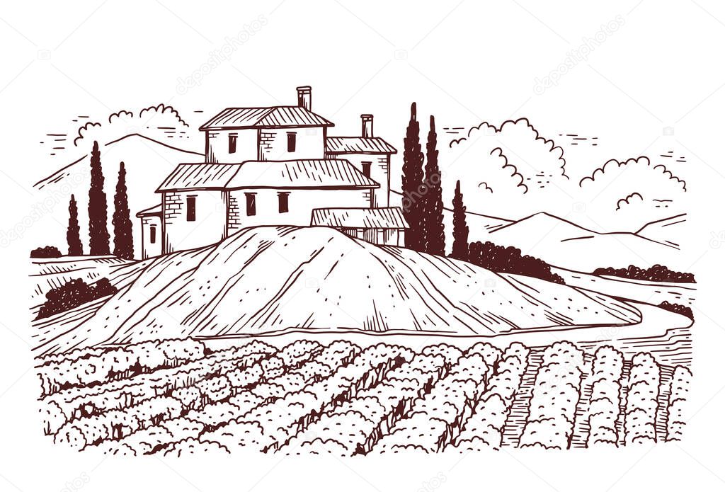 Rural summer landscape with vineyards and a farm house a vector sketch
