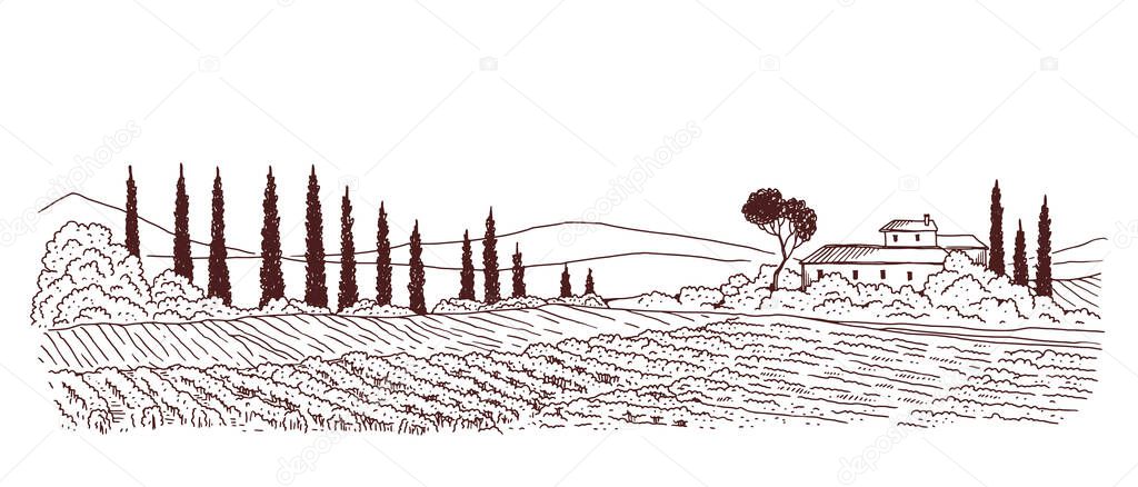 Landscape with farm and fields planted with vineyards a vector illustration
