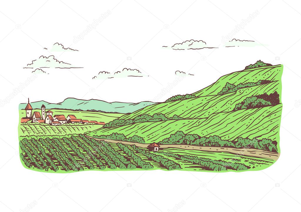 Rural landscape with fields planted with vineyards a vector illustration