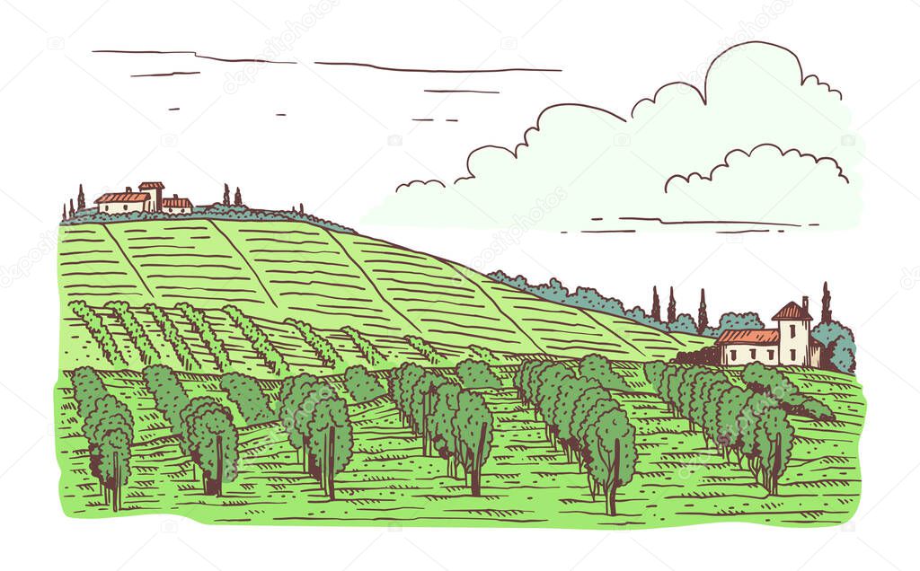 Vineyard farm green fields in sketch engraving style vector illustration.