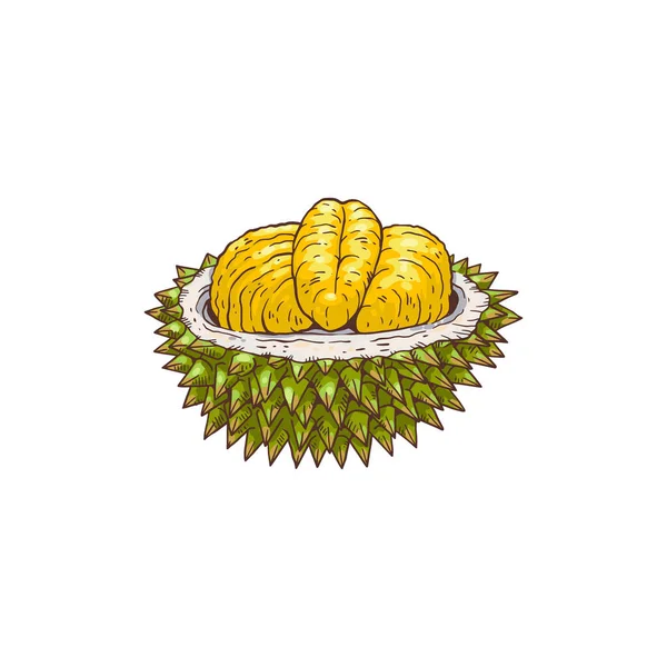 Lezzetli tropikal durian meyvelerinin izole edilmiş temsilcisi. — Stok Vektör