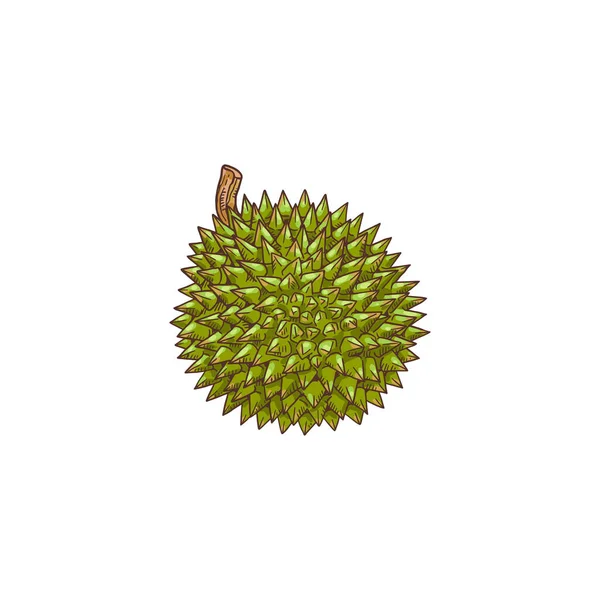 Hand drawn durian fruit cartoon icon flat vector illustration isolated on white. — Stock Vector