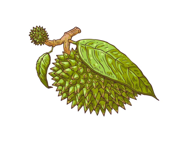 Durian egzotikus gyümölcs borított levél, rajzfilm vektor illusztráció elszigetelt. — Stock Vector