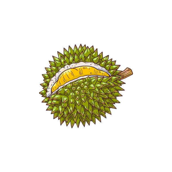 Durian deliciosa fruta caricatura dibujado a mano icono, vector de ilustración aislado. — Vector de stock