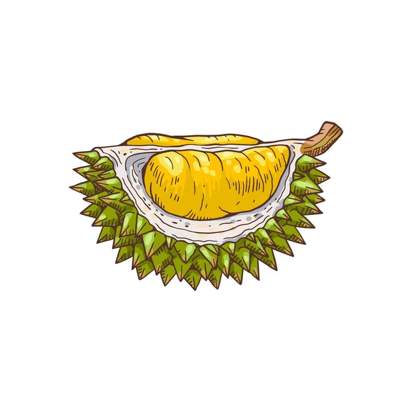 Pieza de durian dibujada a mano aislada sobre fondo blanco. — Archivo Imágenes Vectoriales