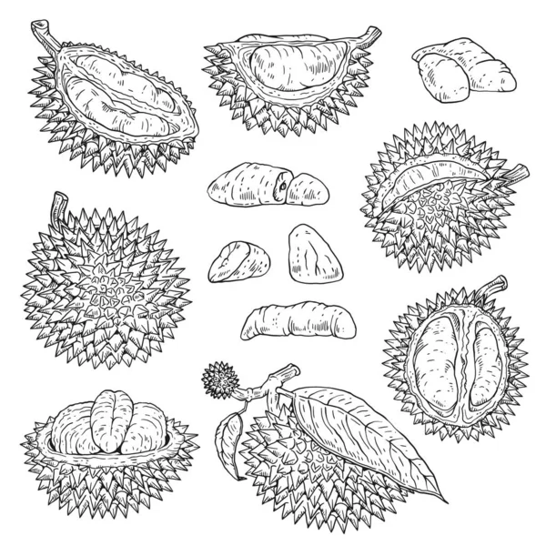 Durian meyve seti - el yapımı egzotik yiyecek koleksiyonu — Stok Vektör