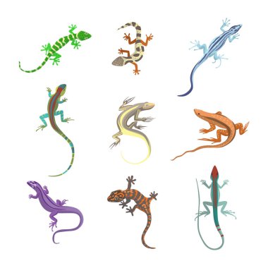 Set of colorful forest lizards or salamanders flat vector illustration isolated. clipart